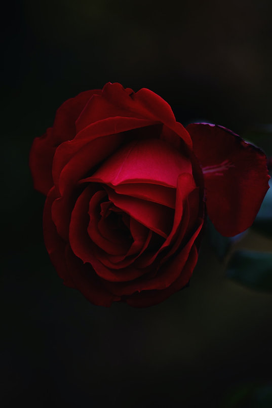 Kusumina_Rose_Red