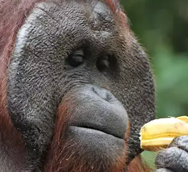 402763-dominant-male-orangutan-tanjung-puting-indonesia.webp