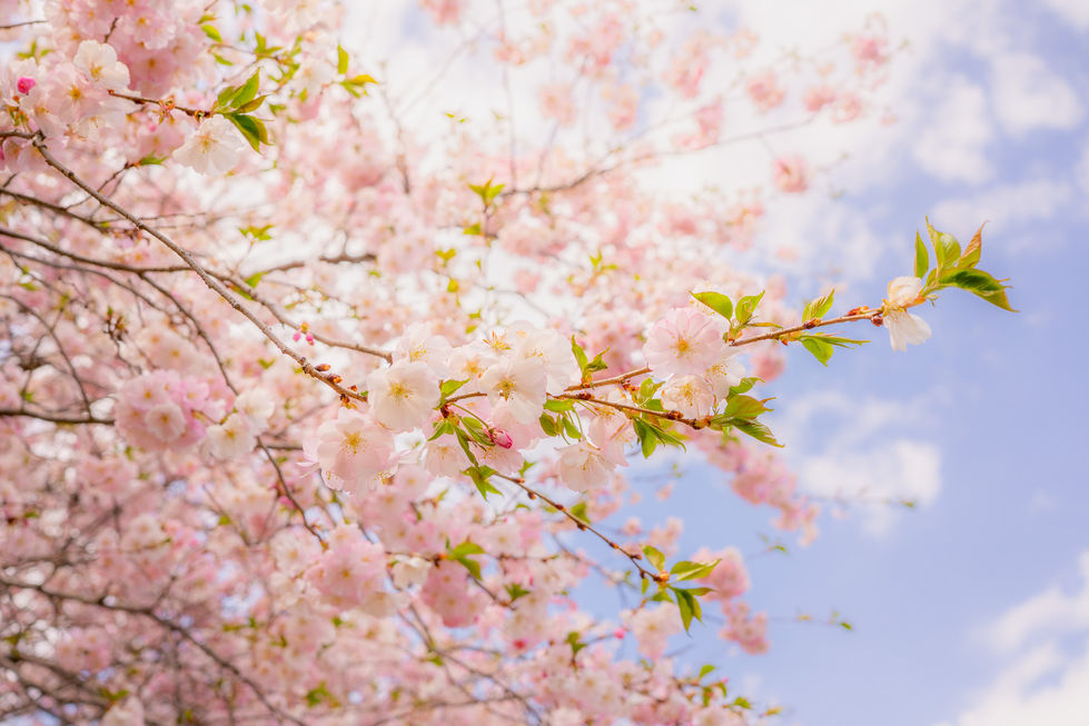 pink and white cherry blossoms with green leaves sprouting and blue sky