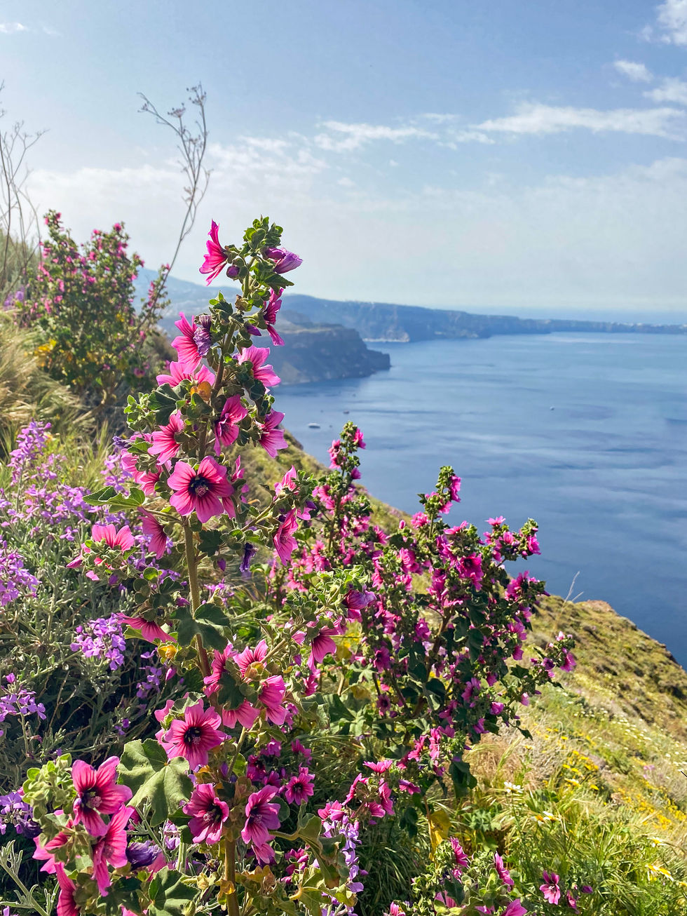 bright pink and purple flowers on mountainside with sea and Santorini beyond — travel photography by Shutter & Sojourn