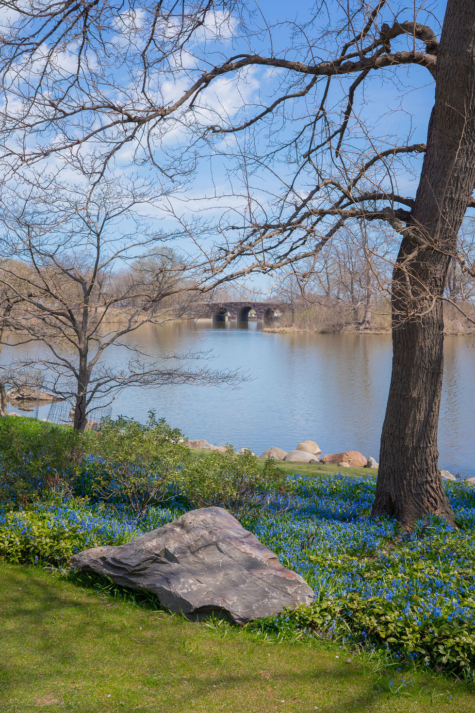 blue flowers blooming in a park with a large pond and arched bridge