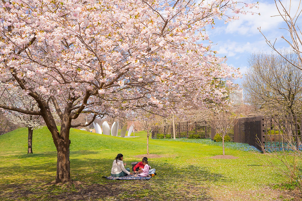Family enjoying a picnic under the shade of a blooming cherry tree by the Sky Landing Sculpture on Wooded Island.