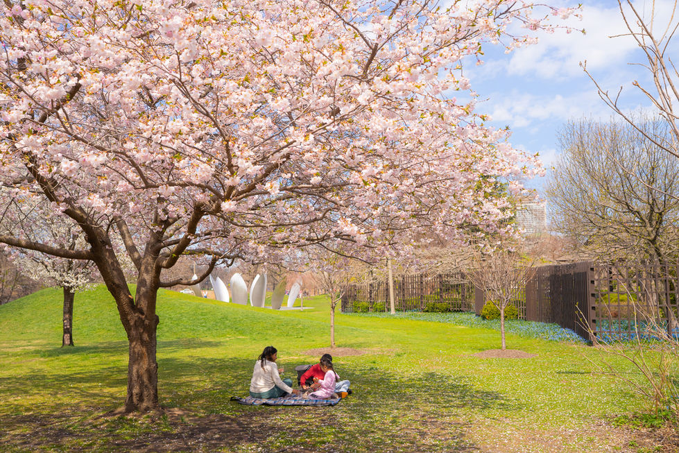 Family having a picnic under the shade of a blossoming cherry tree in Jackson Park
