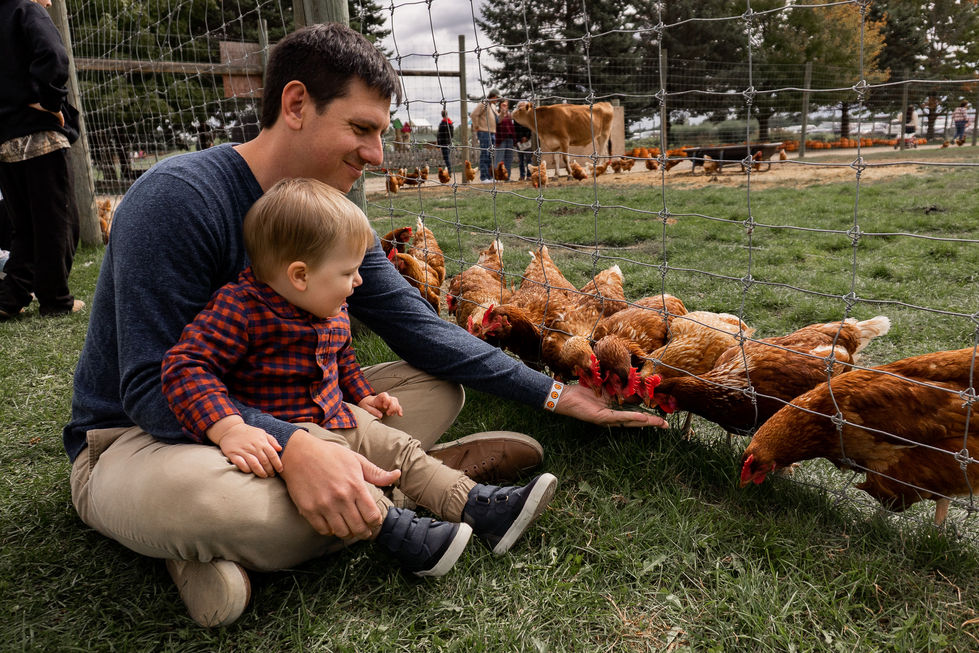 toddler sitting in dad's lap in grass while they feed chickens and the farm — family photography by Shutter & Sojourn