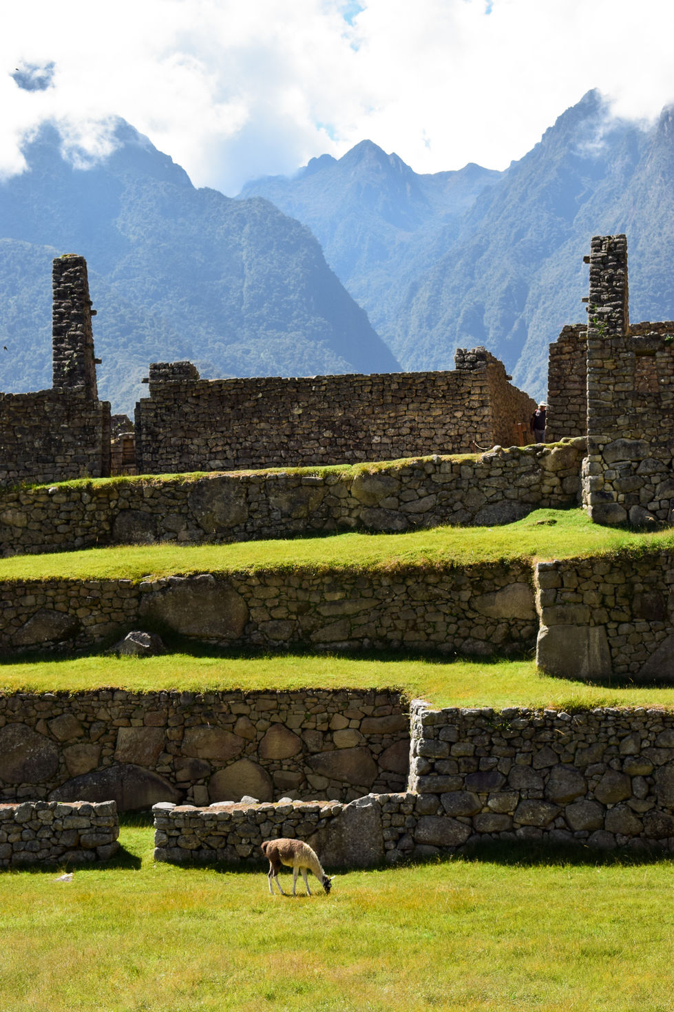 llama grazing on green grass at Machu picchu with stone steps and mountain towering above it — travel photography by Shutter & Sojourn