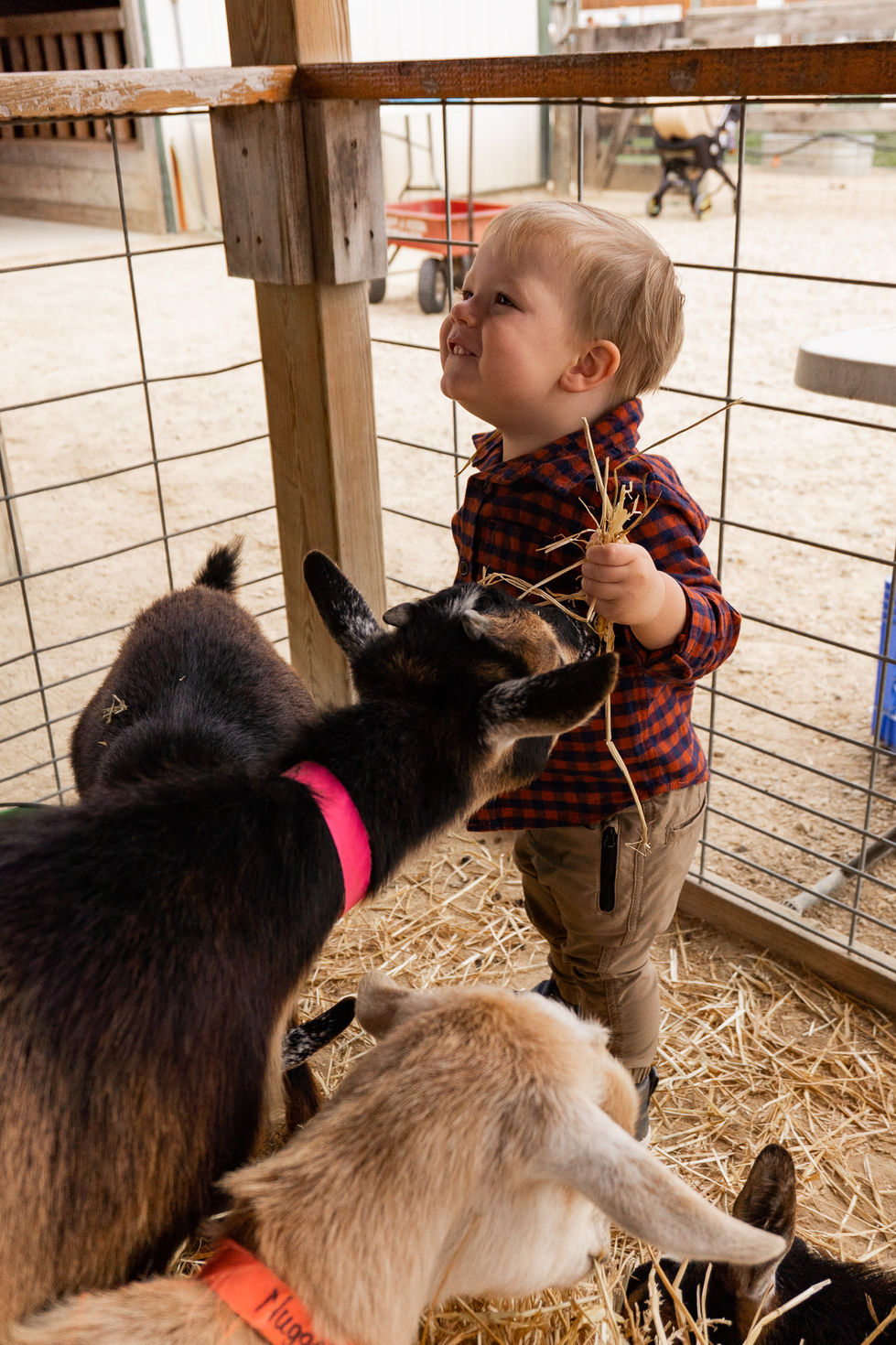 toddler smiling while feedings goats straw — family photography by Shutter & Sojourn