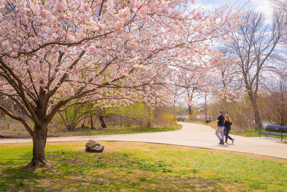 couple on a walk on a sunny spring day with trees blooming pink flowers on Wooden Island