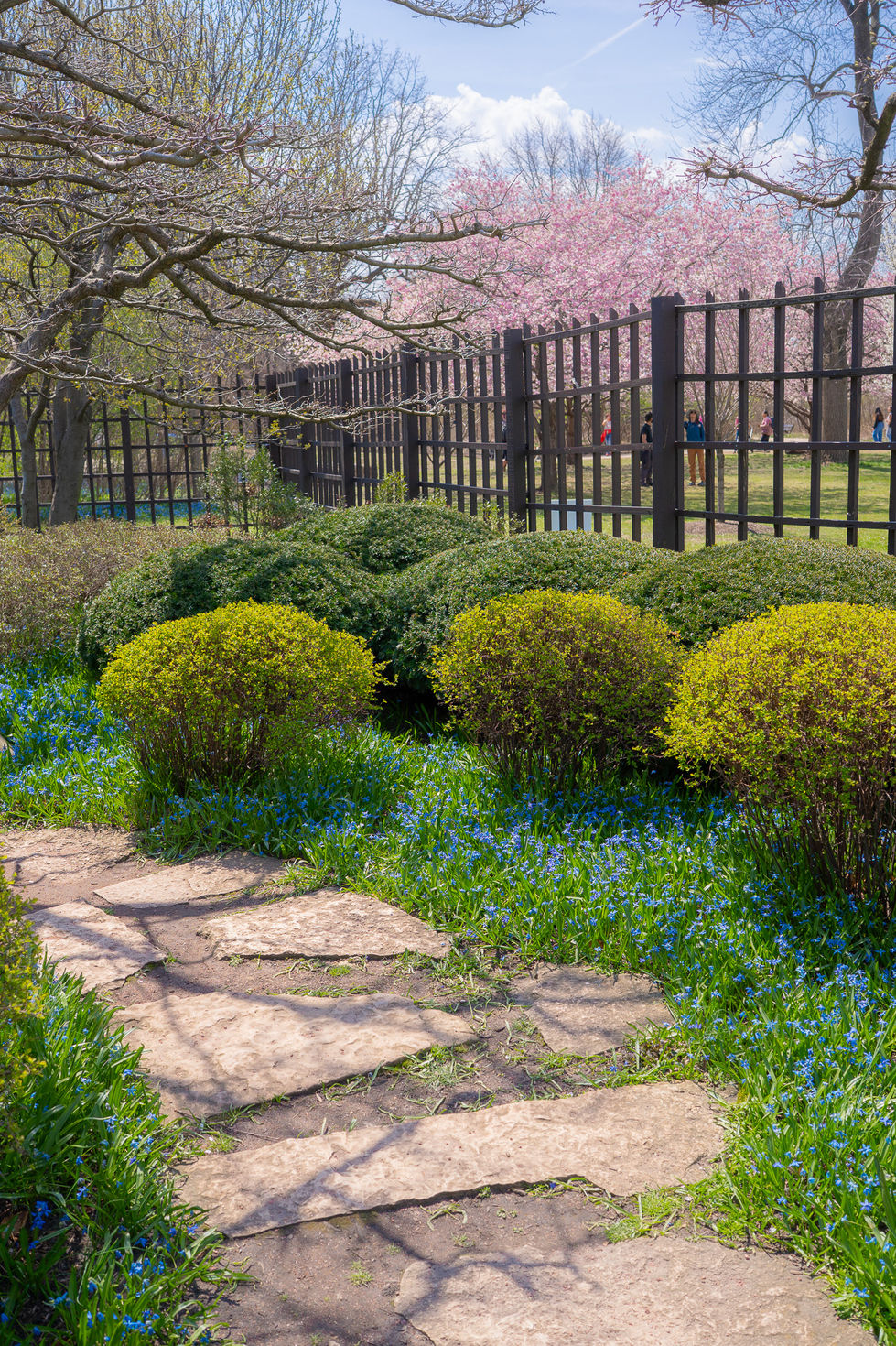 stone path lined with blue flowers and green hedges. Cherry blossoms and blue sky in background
