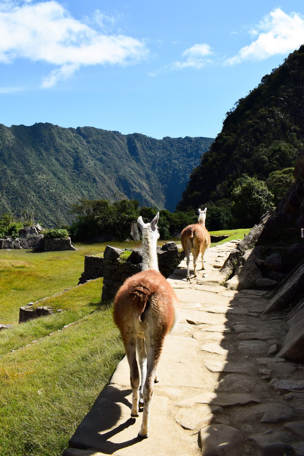 llamas walking on a stone path with green grass and mountains at Machu Picchu — travel photography by Shutter & Sojourn