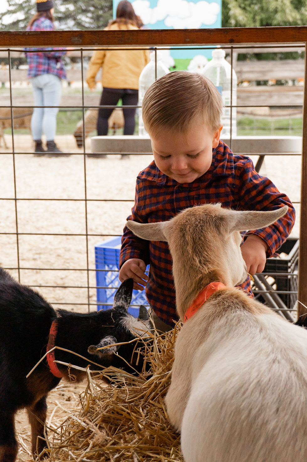 toddler smiling while petting and feeding baby goats at the farm — family photography by Shutter & Sojourn