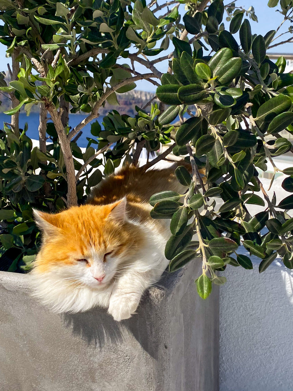 white and orange cat sleeping in planter with green leaf tree growing around it — travel photography by Shutter & Sojourn