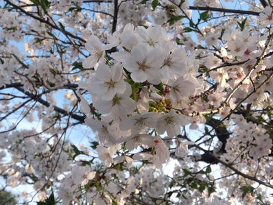 桜の咲く季節になりました