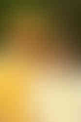 natural light family photos Red Wing Park