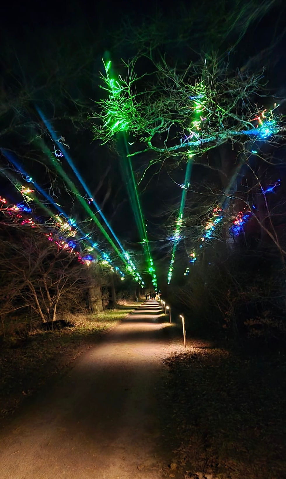 Bare winter countryside with frosty fields and trees decorated with warm Christmas lights