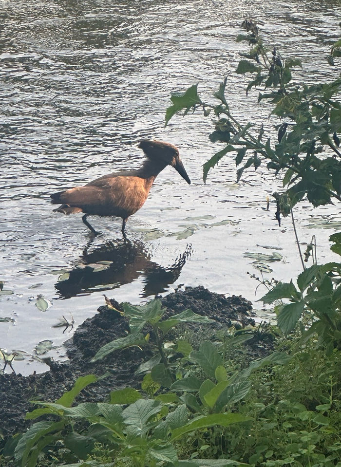 Sur les routes et les sentiers du Rwanda (et de l'Ouganda) (J7 et J8)