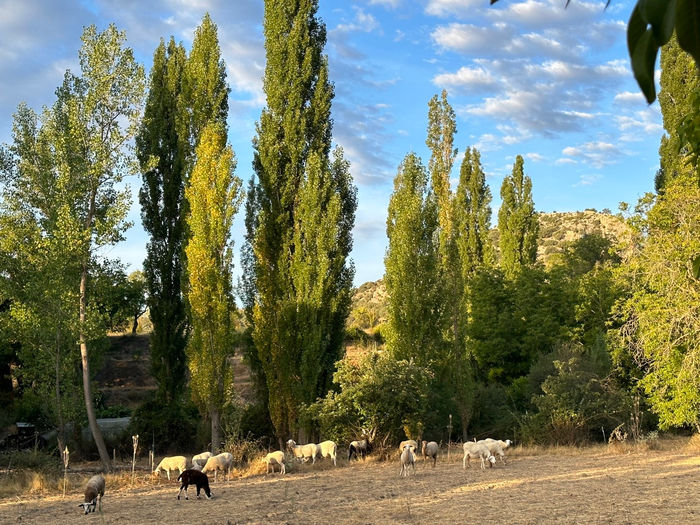 Sur les sentiers de Nerpio : la Ruta del Zarzalar