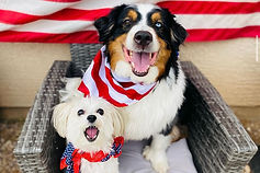 Australian shepherd and Maltese