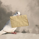 postduif