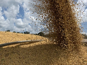 Grupo Agro Forte entra em recuperação judicial por dividas de R$ 260 milhões