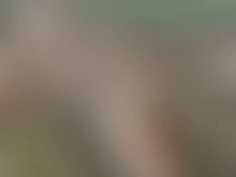 Rumo abre 200 vagas de emprego em Primavera do Leste e região