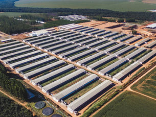 Mantiqueira obtém habilitações e será 1ª brasileira a exportar para Coreia do Sul