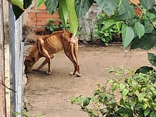 Denúncias de maus-tratos a animais leva fiscalização a 3 (três) bairros