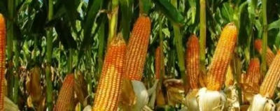 Produtividade do milho em Mato Grosso bate 128 sacas por hectare e supera safra anterior