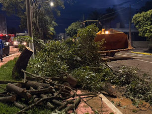 Arvores caídas e danos estruturais são registrados após chuva com ventos fortes
