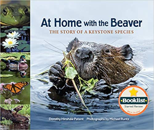 Keystone Species - Beavers