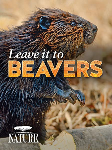 Keystone Species - Beavers