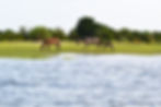 see wild horses on paddle boarding tour