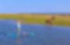 SUP to Cumberland Island