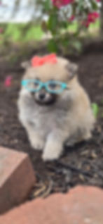 close up puff ball pom