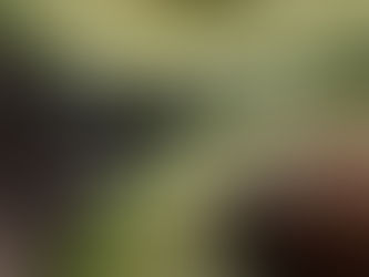 Benefits of Avocado Oil for Your Skin