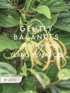 Gently Balances the Skin with Ylang Ylang Oil