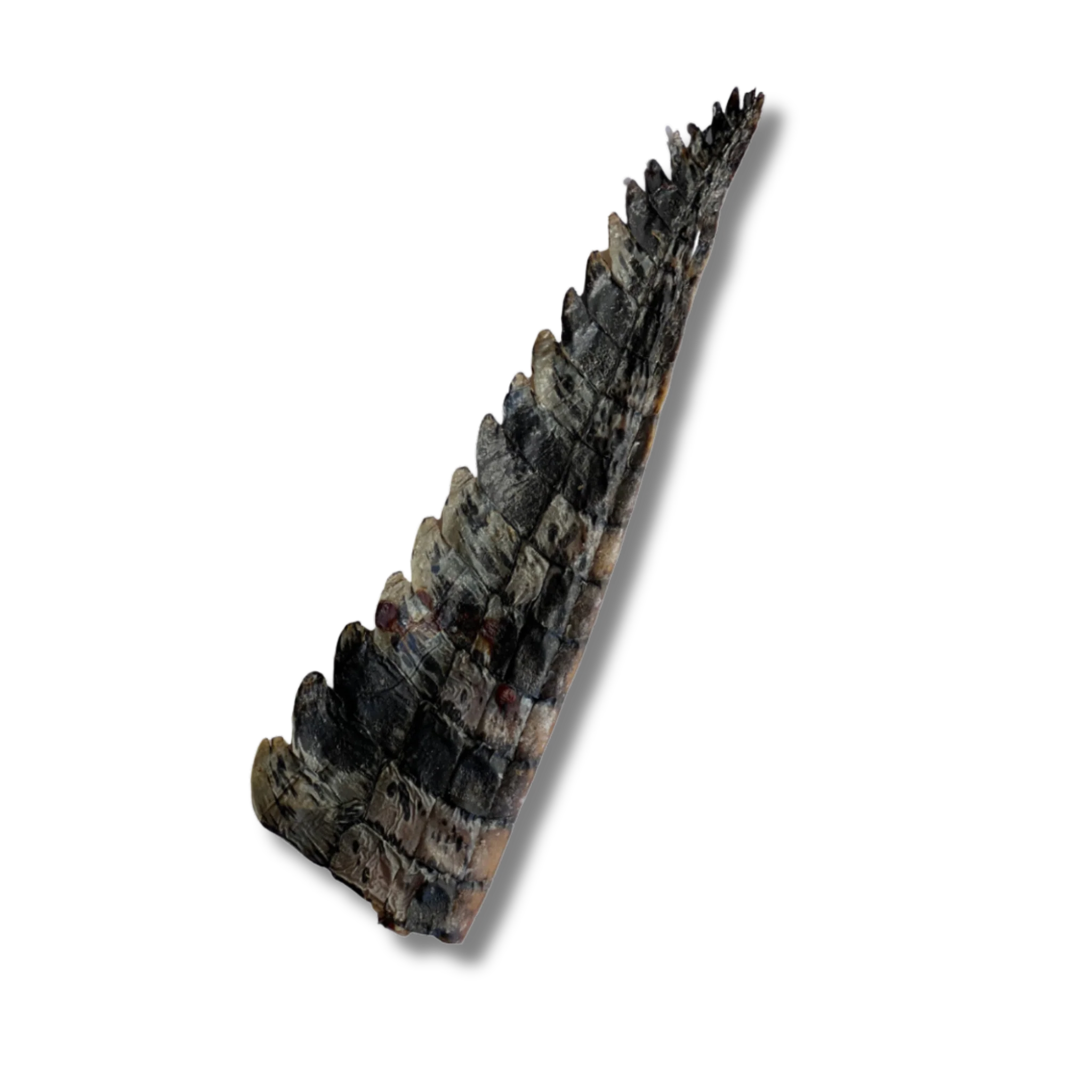 CROCODILE DENTAL TREAT - TAIL