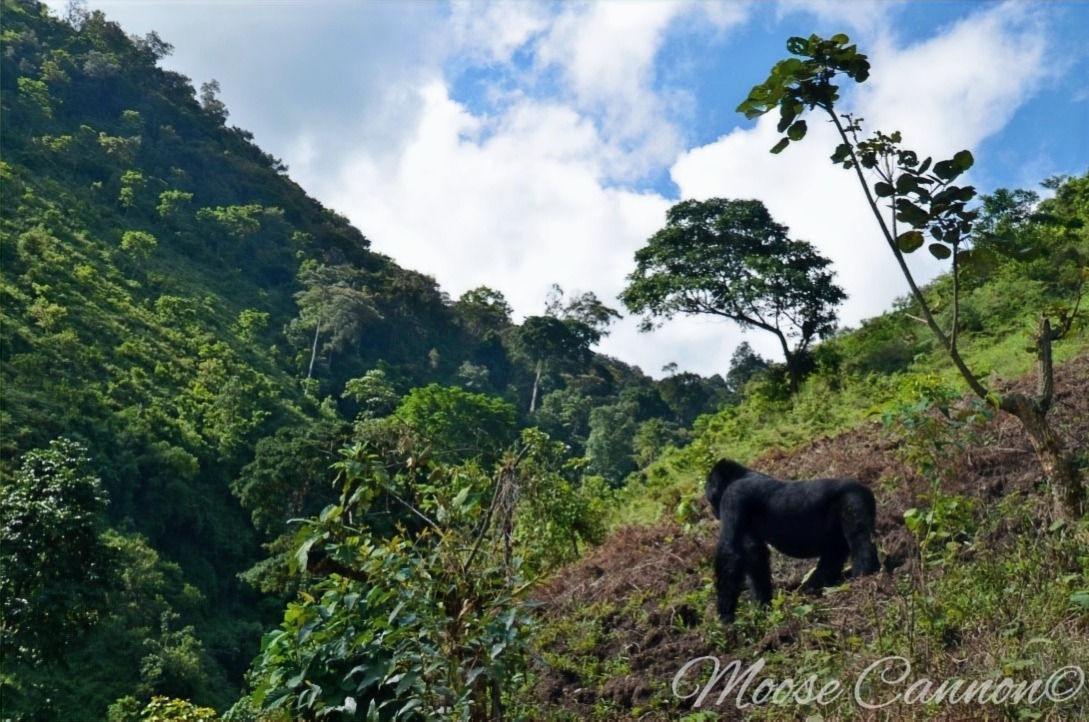 A Unforesable Future