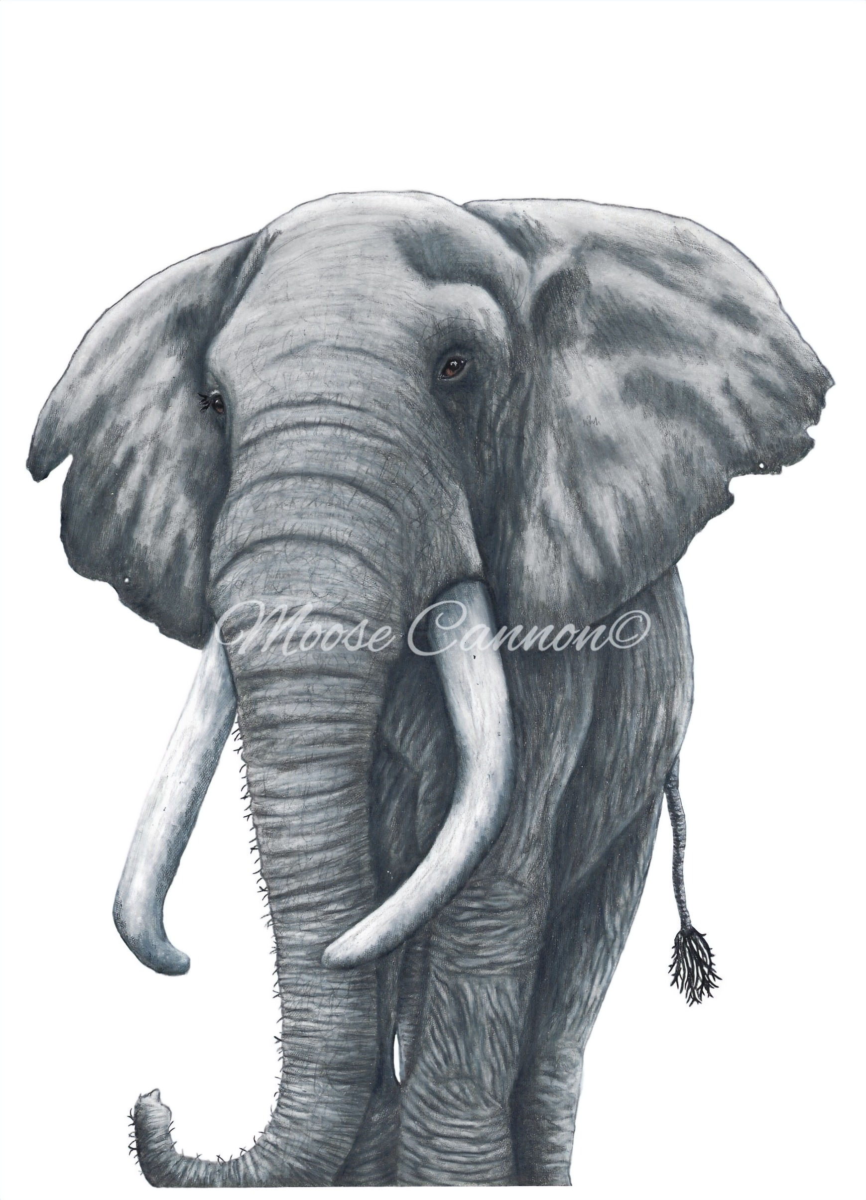 The African Elephant