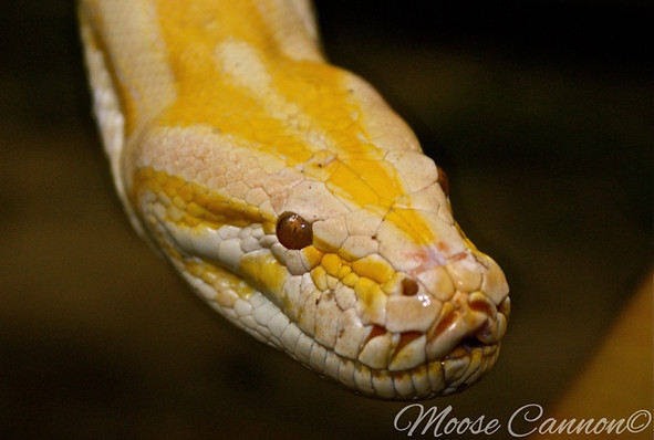 Albino Burmese Python