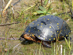 spotted turtle.jpeg