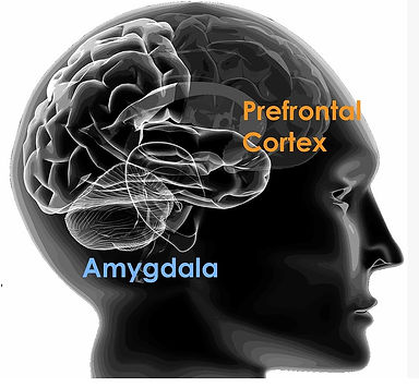 both brains.jpg