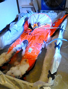 A25 frozen test.jp2