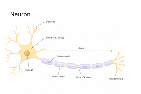 A diagram of a neuron.