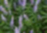 Chasteberry plant