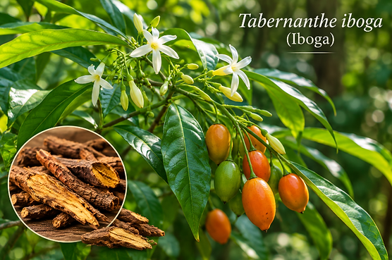 This is the plant Ibogaine is derived from.