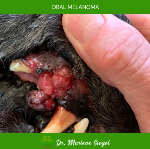An image of a dog named Beau with oral melanoma.