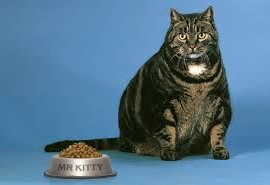 Transitioning Your Cat to a Raw Diet