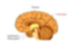 diagram of the pineal location in the brain