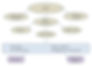 This image is a diagram of the components of Shilajit.