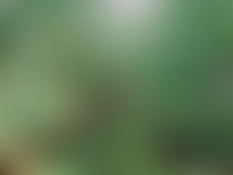 Butcher's Broom: The Unsung Hero of Vascular Health